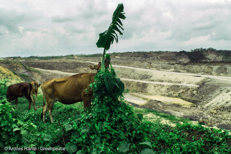 印度尼西亚东加里曼丹省(Kalimantan)© Ardiles Rante / Greenpeace